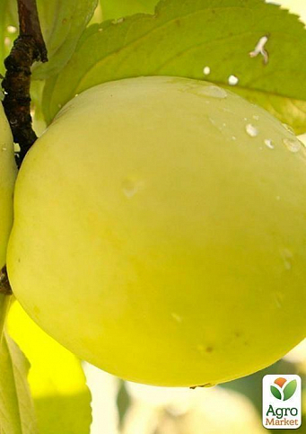 Яблуня "Антонівка" (осінній сорт, середній термін дозрівання) - фото 3