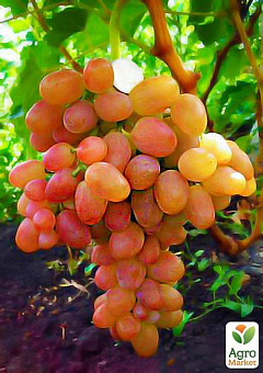 Виноград "Ливия" (сверхранний срок созревания, имеет большие грозди с крупными розовыми ягодами)2