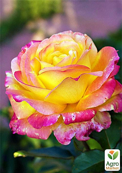 Ексклюзив! Троянда чайно-гібридна жовто-малинова "Голлівудська зірка" (Hollywood star) (саджанець класу АА +, преміальний ароматний сорт)2