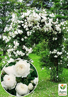 Роза английская плетистая "Сияющая невеста" (саженец класса АА+) высший сорт5