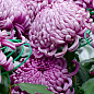 Хризантема  "Malabar Violet" (низкорослая крупноцветковая)