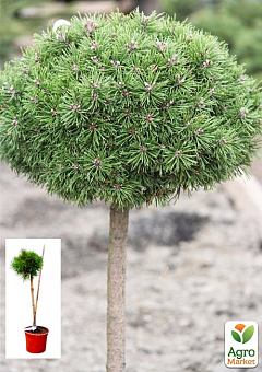 Сосна на штамбе "Хорни Хазл" (Pinus uncinata "Horni Hazle") С2, высота от 30-50см2