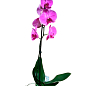 Орхидея (Phalaenopsis) "Lilac" купить
