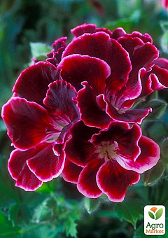 Пеларгония Королевская Aristo "Red Beauty" (контейнер № 10, высота 10-20 см)1