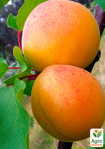 Абрикос "Робада" (літній сорт, ранній термін дозрівання)