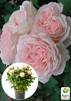 LMTD Роза цветущая 2-х летняя Pyramide "Clair Renaissance" (укорененный саженец в горшке, высота40-60см)2
