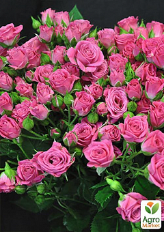 Роза мелкоцветковая (спрей) "Лавлей Лидия" (саженец класса АА+) высший сорт2