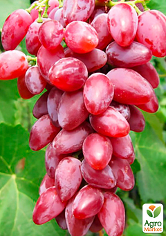 Виноград "Дубовский Красный" (сладкий крупный, гигантская ягода)2