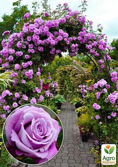 Эксклюзив! Роза плетистая пурпурно-розовая "Ван Лав" (One Love) (саженец класса АА+, премиальный ароматный сорт)17