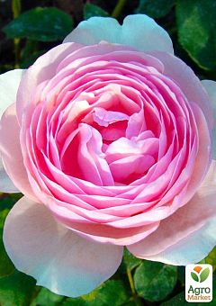 Роза английская "Нежность" (саженец класса АА+) высший сорт1