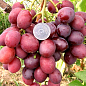 Виноград "Дюжина" (раннеспелый, урожайность до 100 кг с куста)