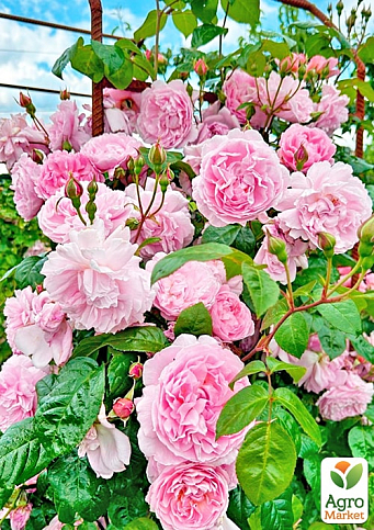 Троянда плетиста "Чаплінз Пінк" (саджанець класу АА +) вищий сорт - фото 2