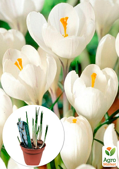 Крокус белый "Jeanne dArk" (крупноцветковый) укорененный2