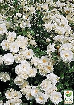 Роза полиантовая "Айсберг" (саженец класса АА+) высший сорт1
