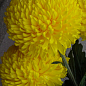 Хризантема  "Mimizan Jaune" (низкорослая крупноцветковая)