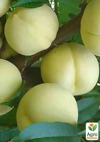 Персик белый "Айс Пич" (крупноплодный, очень вкусный сорт)