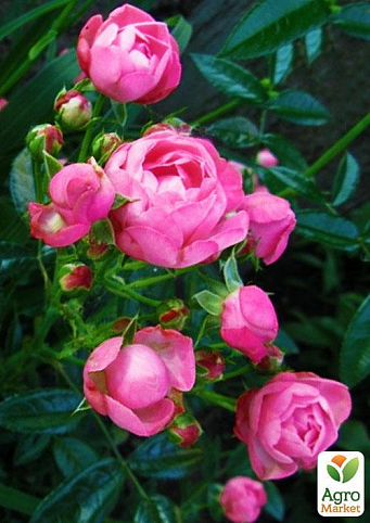 Роза полиантовая "Morsdag Pink" (Морсдаг Пинк (саженец класса АА+) высший сорт NEW