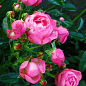 Роза полиантовая "Morsdag Pink" (Морсдаг Пинк (саженец класса АА+) высший сорт NEW