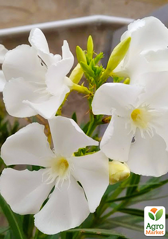 Олеандр белый "Sister Agnes" (вечнозеленый кустарник, очень ароматные цветы) - фото 3