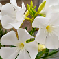 Олеандр белый "Sister Agnes" (вечнозеленый кустарник, очень ароматные цветы) цена