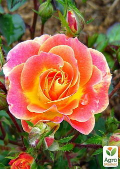 Роза поліантових "Samba"1