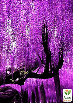 Ексклюзив! Гліцинія фіолетова "Фіолетовий захід" (Purple sunset) (преміальний рясно квітучий сорт)2
