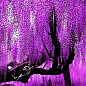 Ексклюзив! Гліцинія фіолетова "Фіолетовий захід" (Purple sunset) (преміальний рясно квітучий сорт)