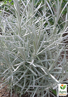 Мини-карри (Helichrysum italicum Aladin)1