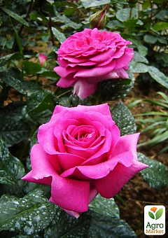 Роза английская "Мерлин" (саженец класса АА+) высший сорт2