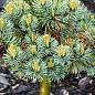 Сосна на штамбе "Беран" (Pinus parviflora "Beran") С2, высота от 30-50см цена