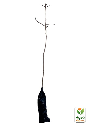 Фисташка 3-х летняя "Альбина" (высокоурожайная, морозостойкая, неприхотливая) - фото 3