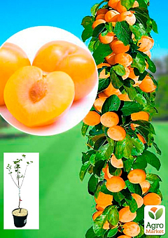 Слива-абрикос колоновидна "Апріум" укорінена в контейнері (саджанець 2 роки)1