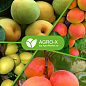Минеральное удобрение PLANT BUILDER "Для ягодных  кустарников и деревьев" (Плант билдер) ТМ "AGRO-X" 80г купить
