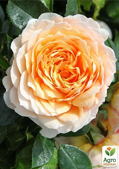 Роза английская плетистая "Джинджер Силлабаб" (саженец класса АА+) высший сорт1