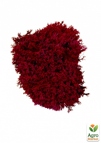 Стабилизированный мох Ягель "Бордовый" 500 г