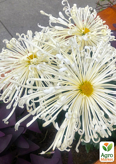 Хризантема крупноцветковая "Spider White" (вазон С1 высота 20-30см)2