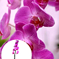 Орхідея (Phalaenopsis) "Lilac"