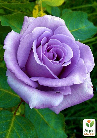 Троянда плетиста "Блю Мун" (саджанець класу АА +) вищий сорт - фото 3