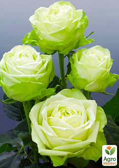 Ексклюзив! Троянда чайно-гібридна лимонна із зеленим відтінком "Погляд Луїзи" (Louise`s look) (саджанець класу АА +, преміальний високорослий сорт)2