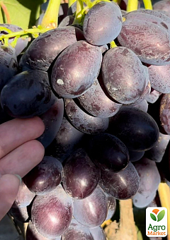 Виноград "Каталония" (очень ранний сорт, ягода плотная, хрустящая, с освежающим пикантным вкусом)2
