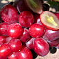 Виноград "Велюр" (сверхранний, крупноплодный, сладкий) купить