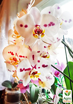 Орхидея Мини (Phalaenopsis) "Leo"1