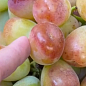 Виноград "Лимпопо" (ранне-средний  крупный виноград с сочной хрустящей мясистой ягодой)