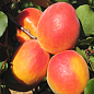 Абрикос "Анегат" (летний сорт, поздний срок созревания)