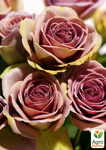 Ексклюзив! Троянда чайно-гібридна кавова з блискучим листям "Лакшері" (Luxury) (саджанець класу АА +, преміальний рясно квітучий сорт)