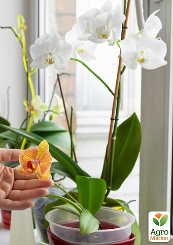 Торфосмесь для орхидей COMPO SANA 5л (1611) - фото 3