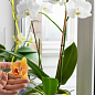 Торфосуміш для орхідей COMPO SANA 5л (1611) цена