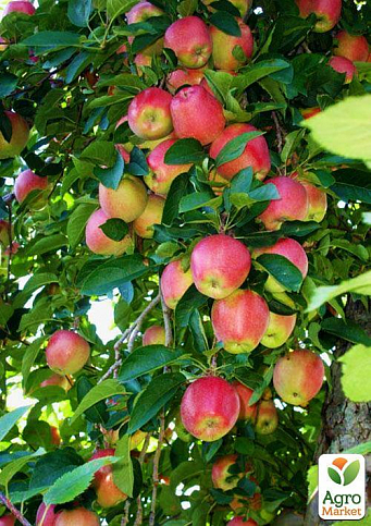 Яблуня карликова "Діскавері"
