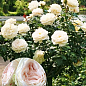Троянда штамбова "O'Hara" (саджанець класу АА+) вищий сорт