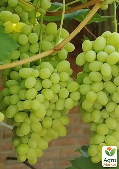 Виноград вегетирующий "Лора" 2